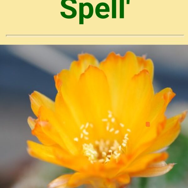 Echinopsis - Peanut Cactus - Spell