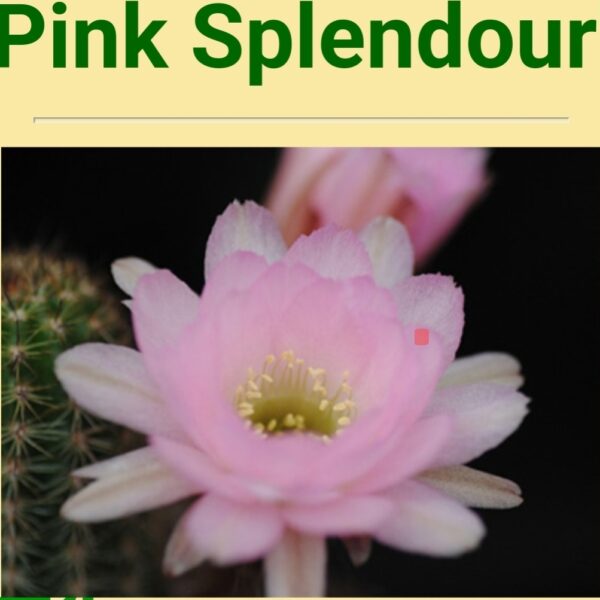 Echinopsis - Peanut Cactus - Splendour