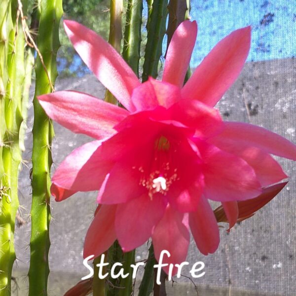 Aporocactus - Rattails - Star Fire