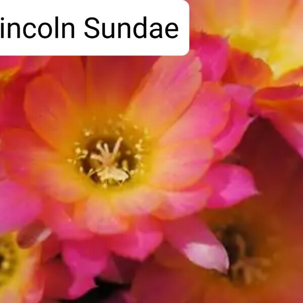 Echinopsis - Peanut Cactus - Sundae