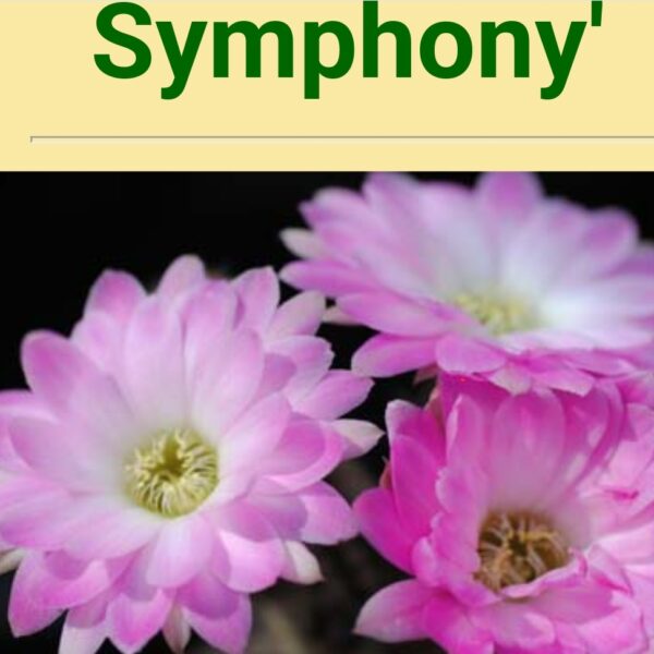 Echinopsis - Peanut Cactus - Symphony