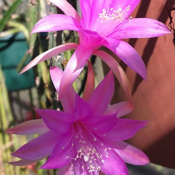 Aporocactus - Rattails - Temple Glow