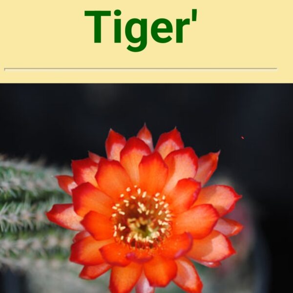 Echinopsis - Peanut Cactus - Tiger