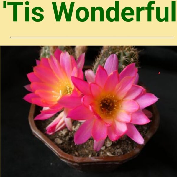 Echinopsis - Peanut Cactus - Tis Wonderful
