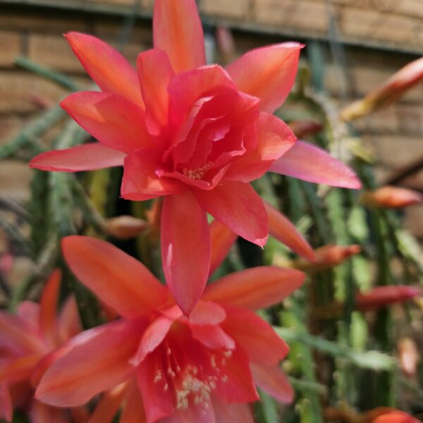 Aporocactus - Rattails - Vivide