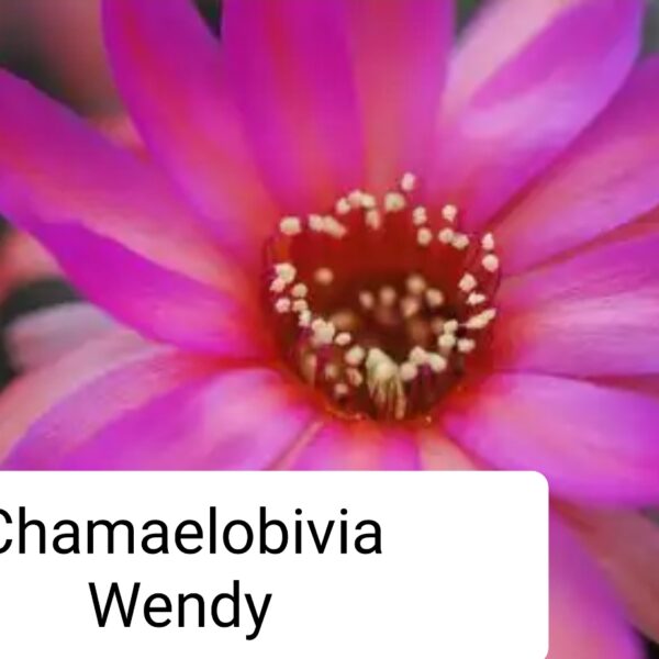 Echinopsis - Peanut Cactus - Wendy