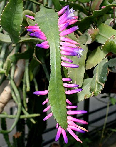 Wittia Amazonica