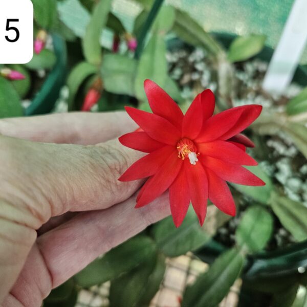 Rhipsalidopsis - A15