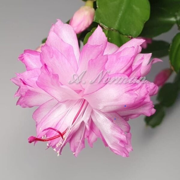 Schlumbergera - AN032