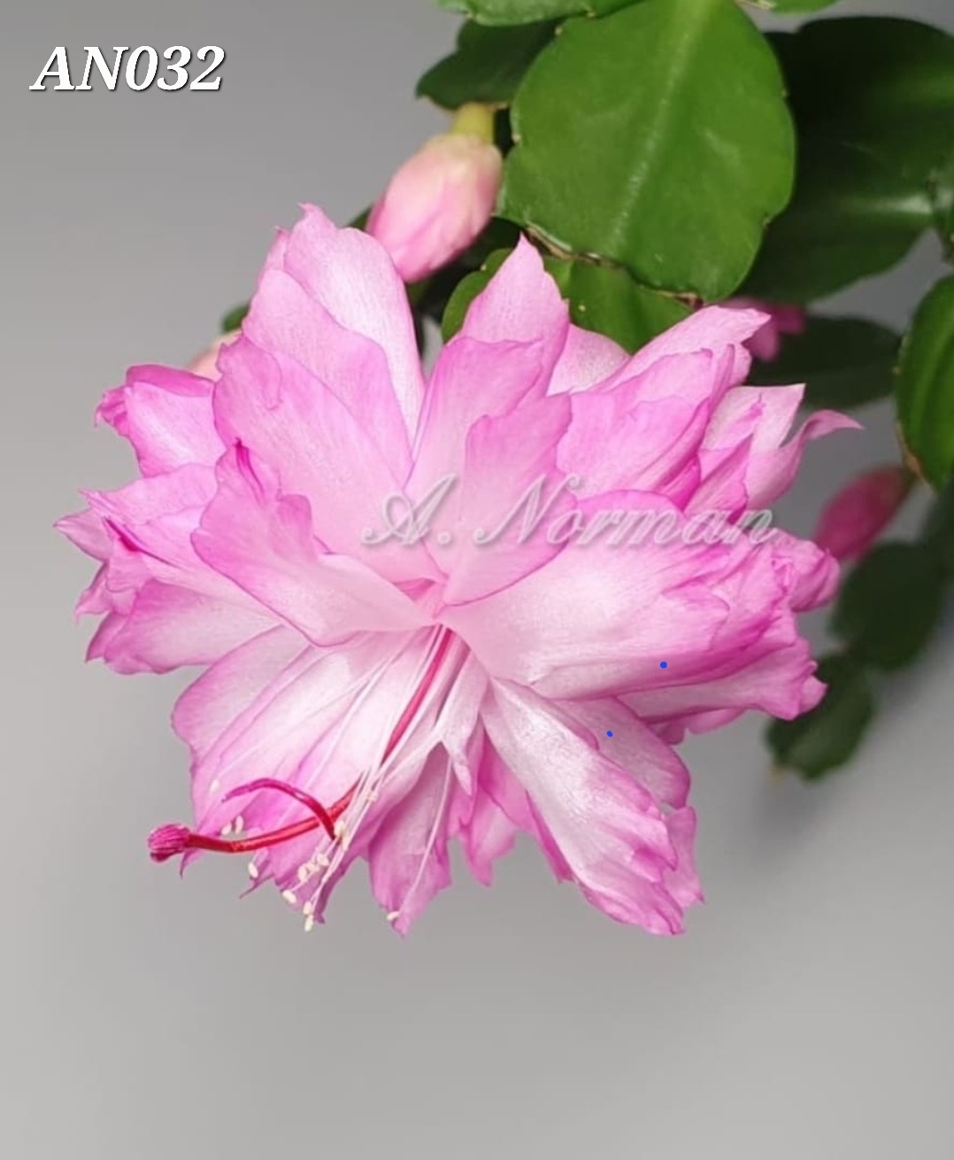 Schlumbergera - AN032