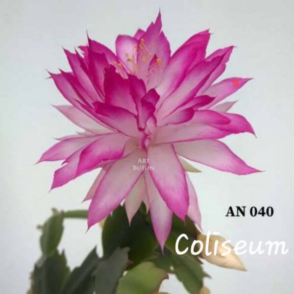 Schlumbergera - Coliseum AN040