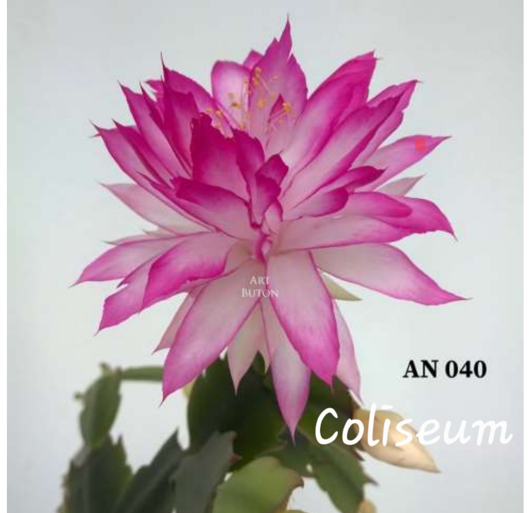 Schlumbergera - Coliseum AN040