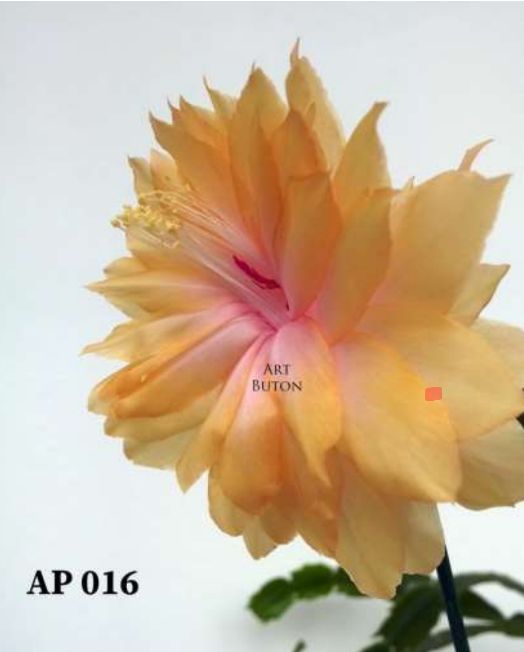 Schlumbergera - AP016