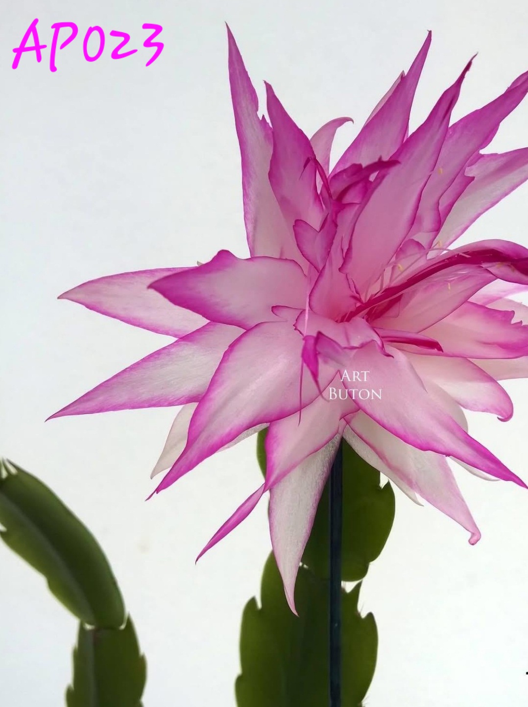 Schlumbergera - AP023