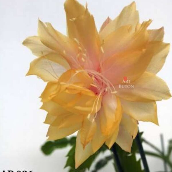 Schlumbergera - AP026