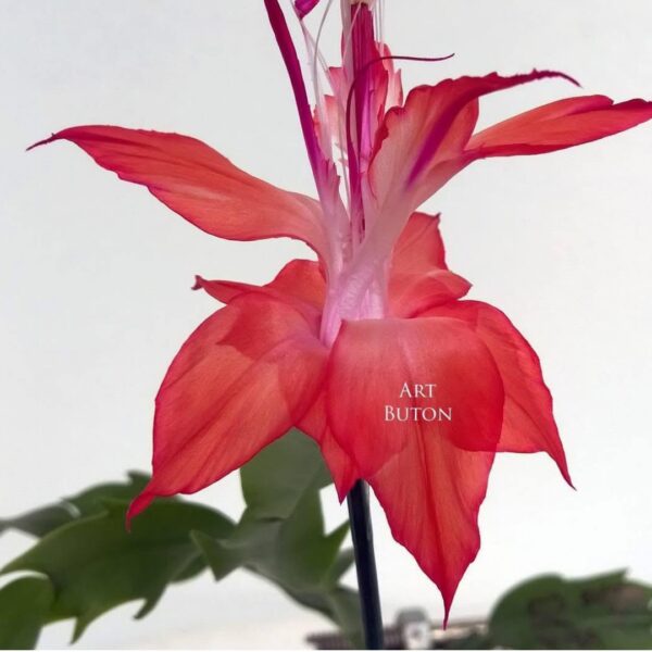 Schlumbergera - AP051