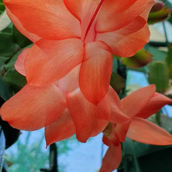 Schlumbergera - Amazonas Brasil