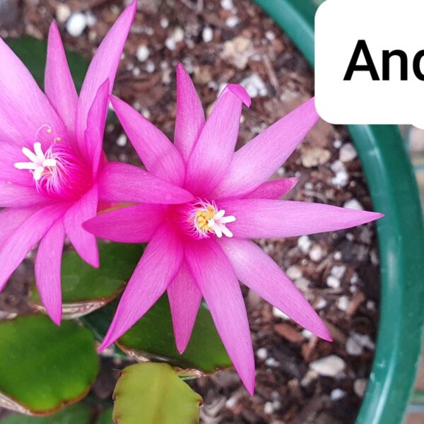 Rhipsalidopsis - Andromeda