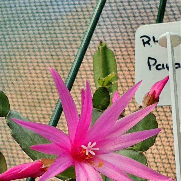 Rhipsalidopsis - Angel