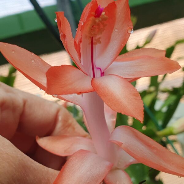 Schlumbergera - Apricot Blaze