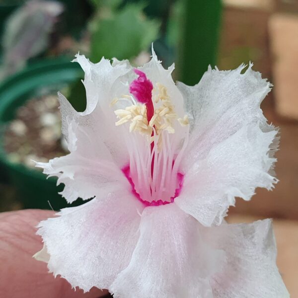 Schlumbergera - Aspen white