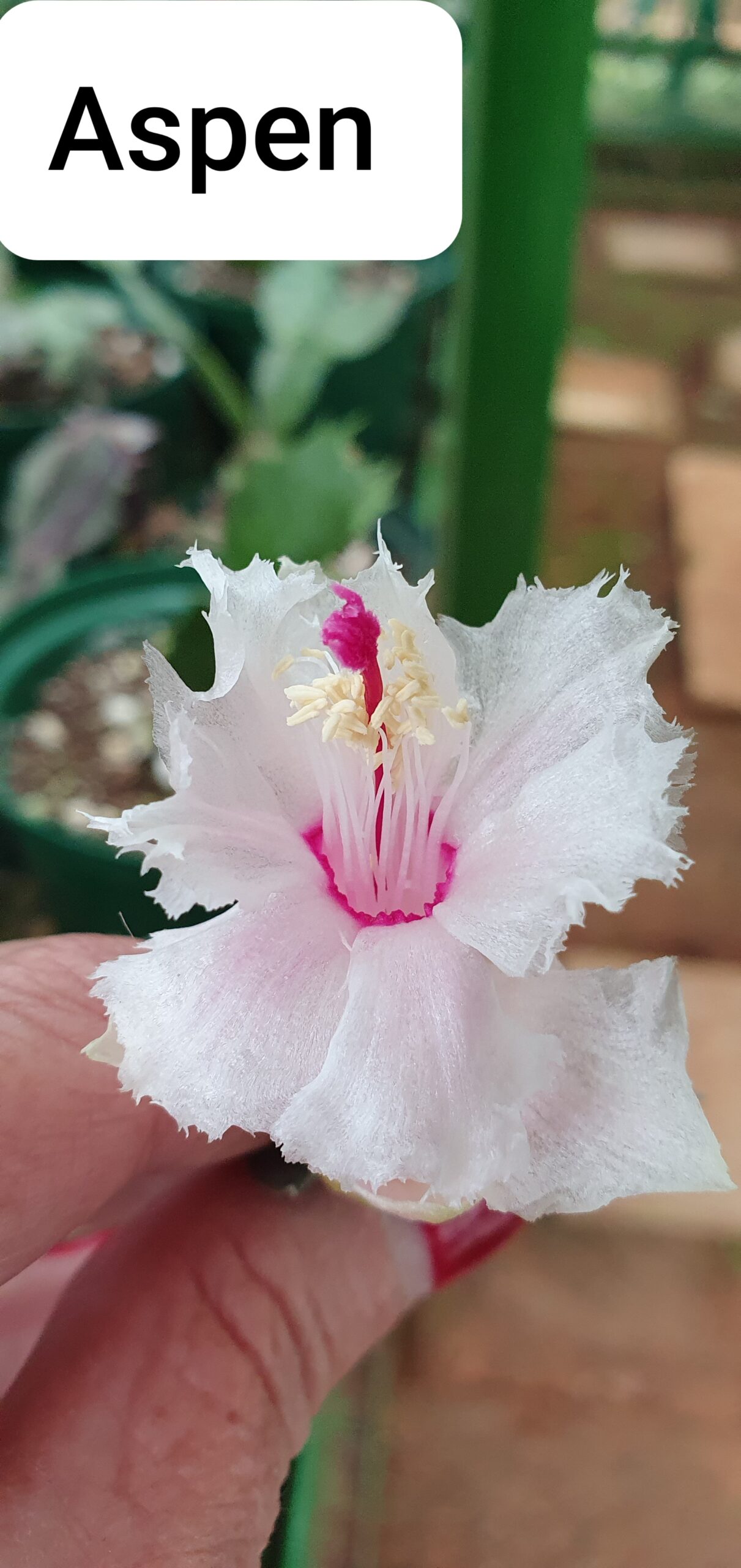 Schlumbergera - Aspen white