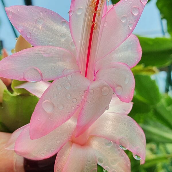 Schlumbergera - Athena