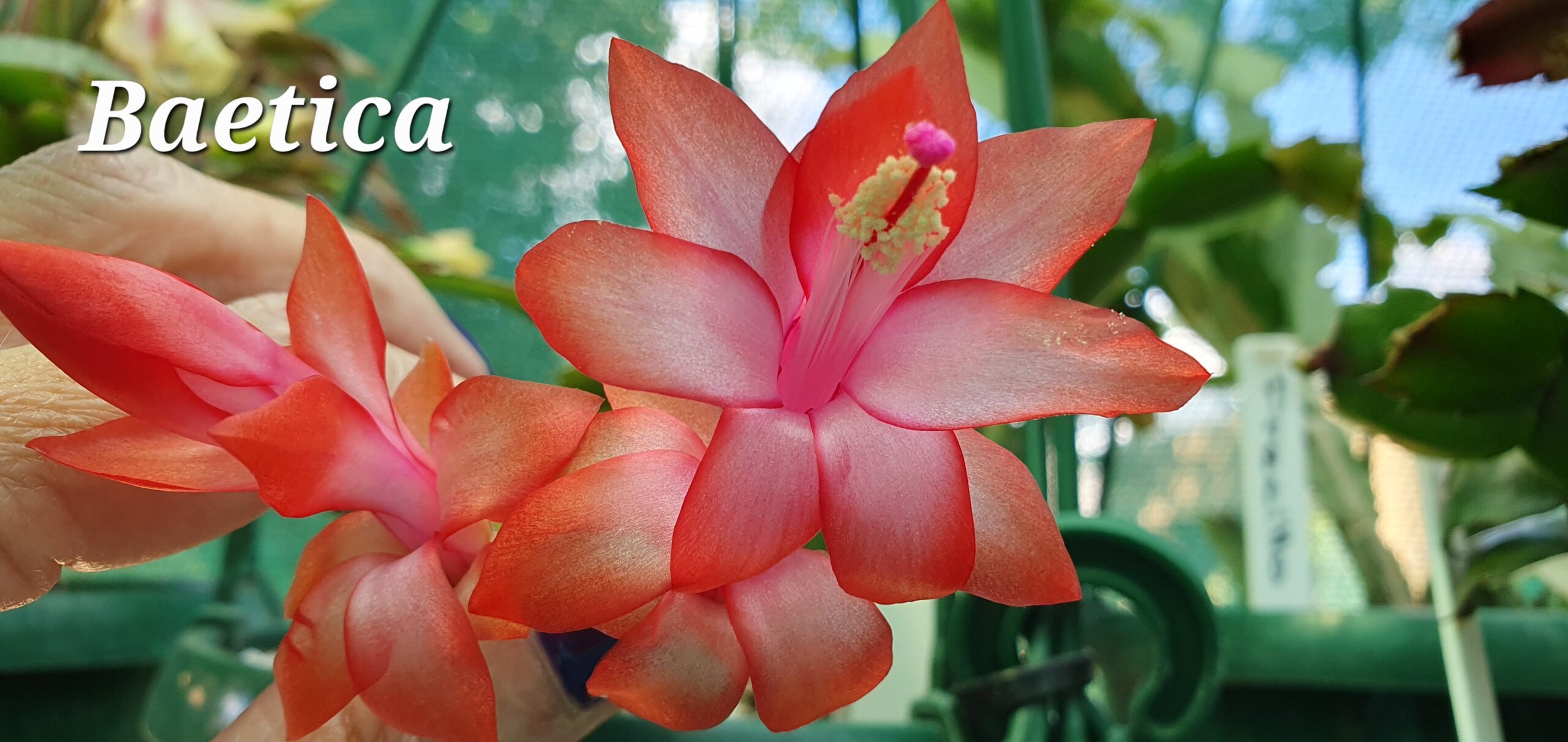 Schlumbergera - Baetica