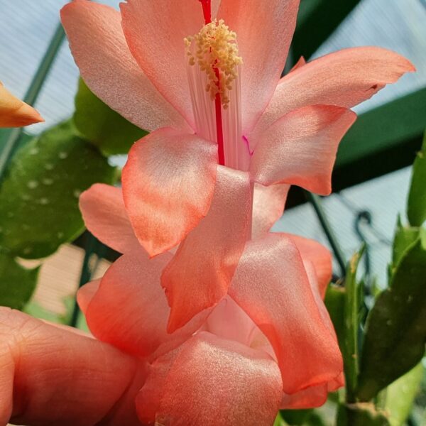 Schlumbergera - Beach Dancer
