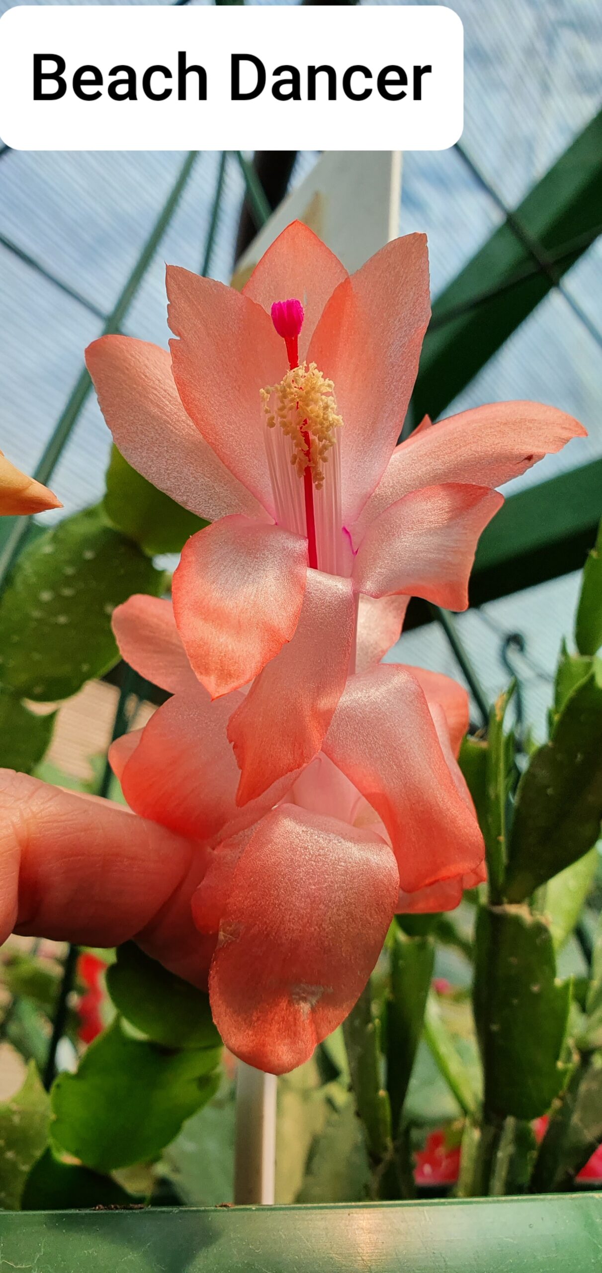 Schlumbergera - Beach Dancer
