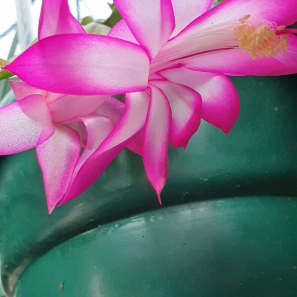 Schlumbergera - Birds and Bees