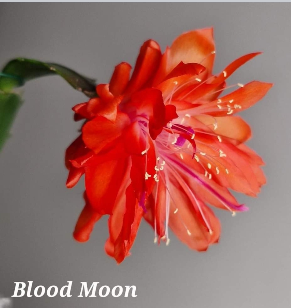 Schlumbergera - Blood Moon