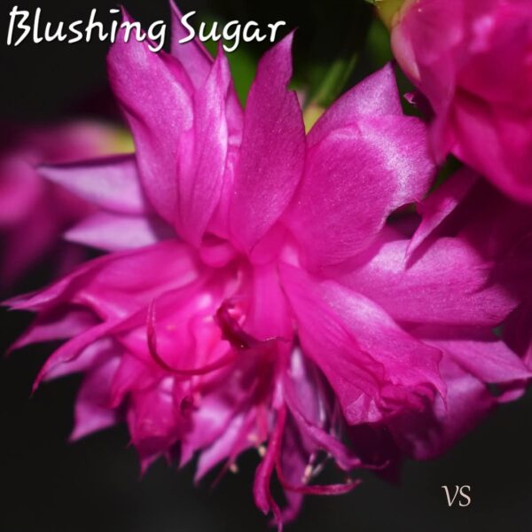 Schlumbergera - Blushing Sugar