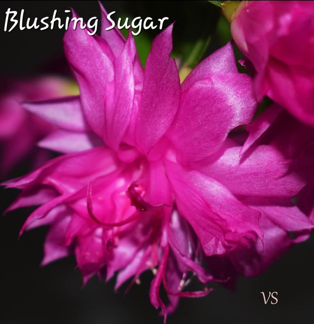 Schlumbergera - Blushing Sugar