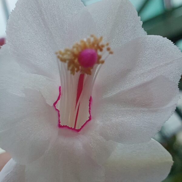 Schlumbergera - Bridgeport