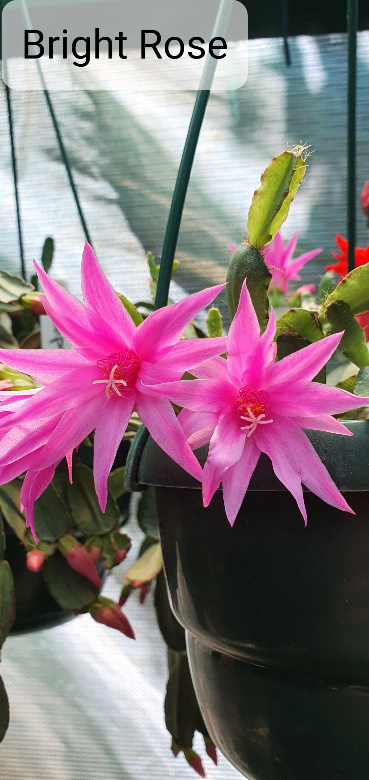 Rhipsalidopsis - Bright Rose