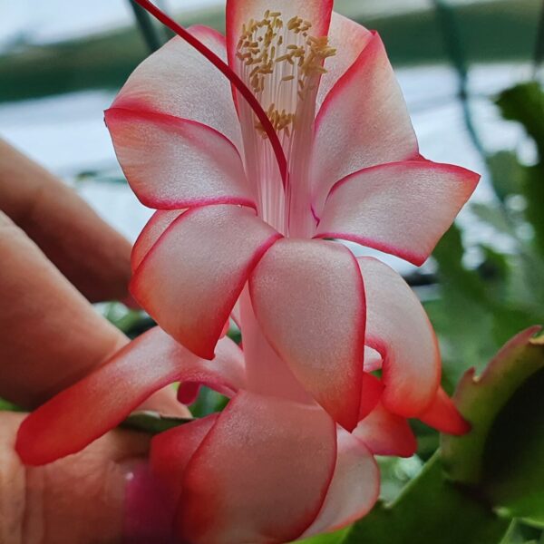 Schlumbergera - Brilliant