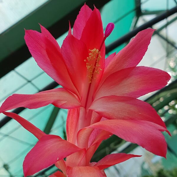 Schlumbergera - Bristol Amber