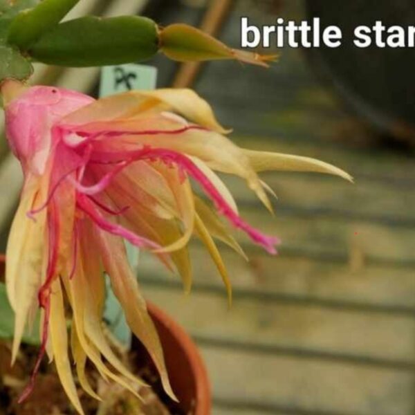 Schlumbergera - Brittle Star