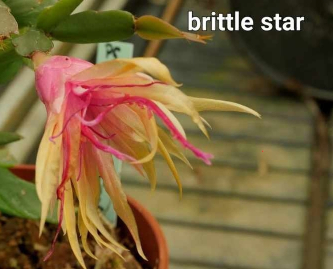 Schlumbergera - Brittle Star