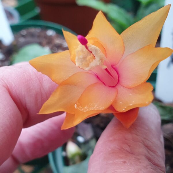 Schlumbergera - Bruxas Brasil