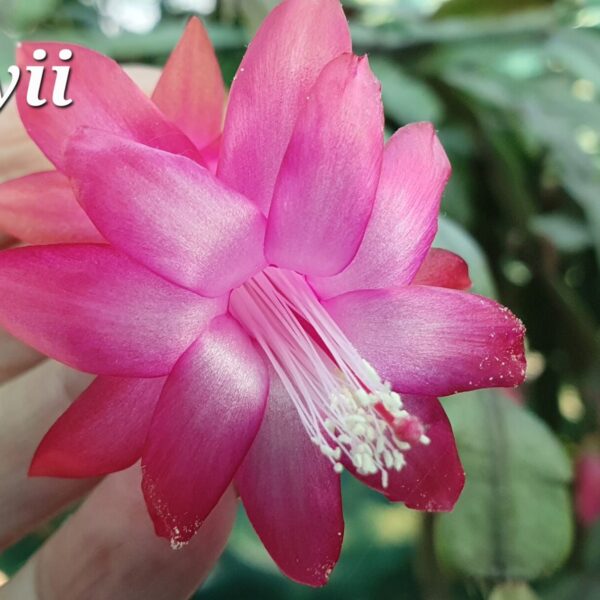 Schlumbergera - Buckleyii Pink