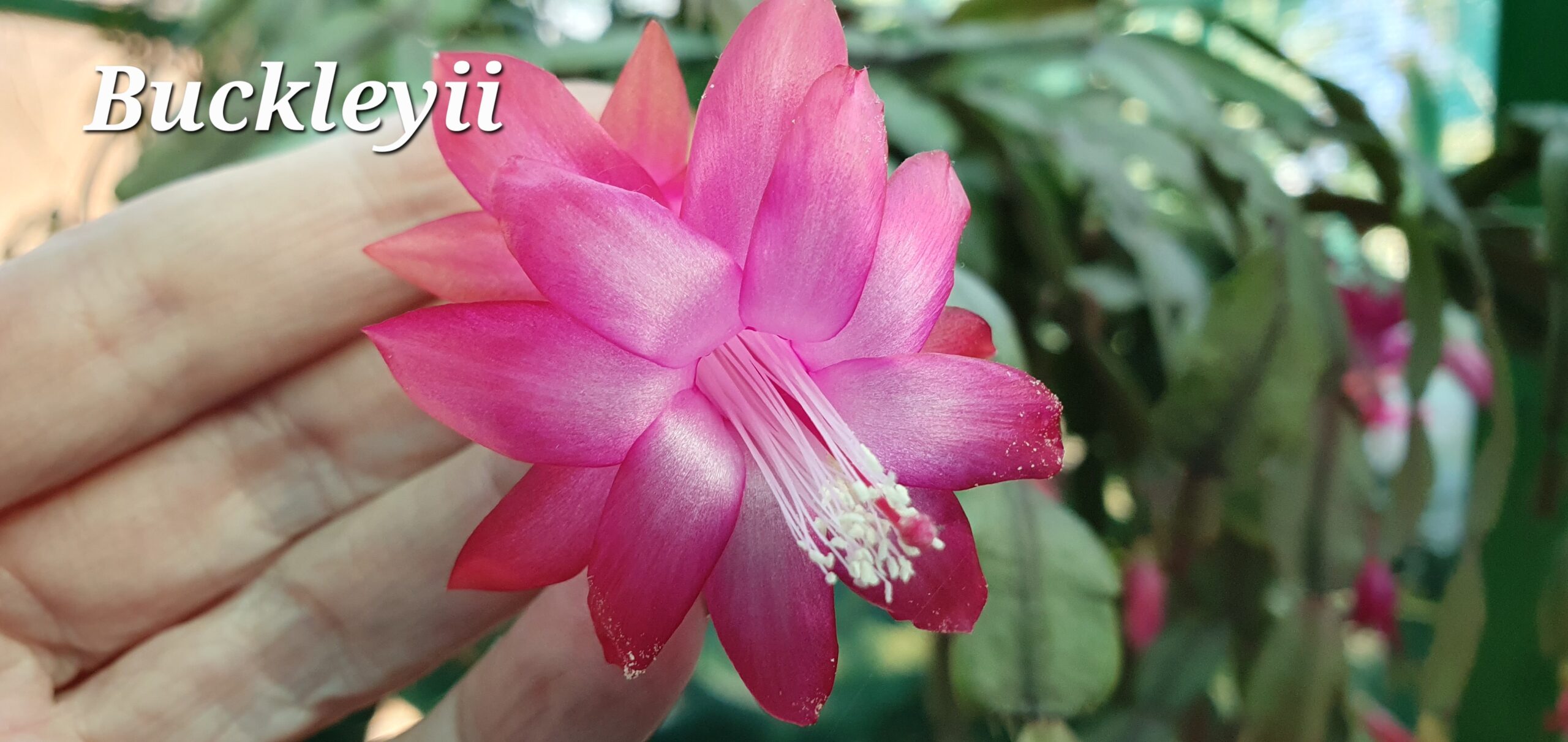 Schlumbergera - Buckleyii Pink