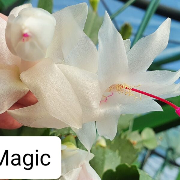 Schlumbergera - Butterfly Magic
