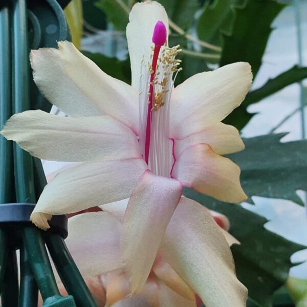 Schlumbergera - Cambridge
