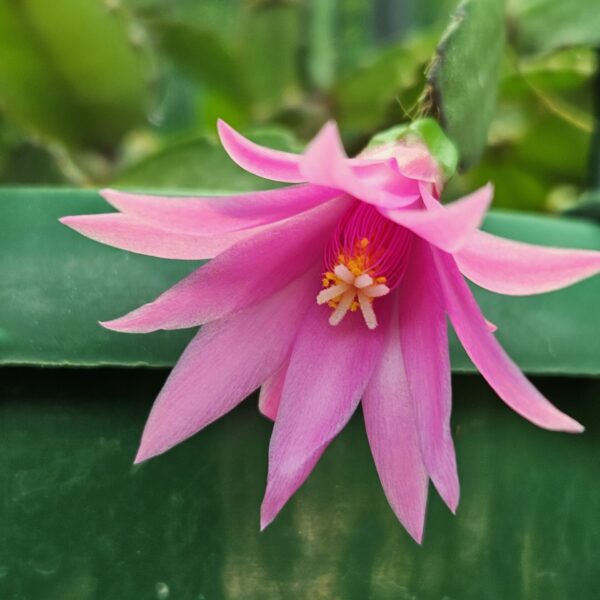 Rhipsalidopsis - Caprice