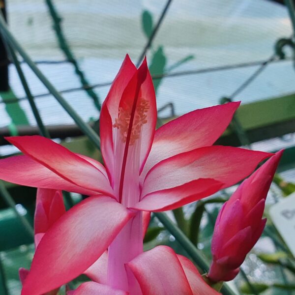 Schlumbergera - Caribbean Dancer