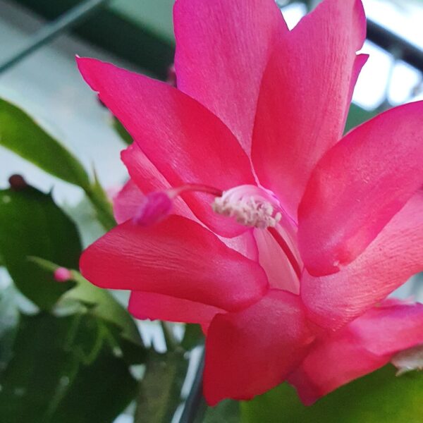 Schlumbergera - Carmen
