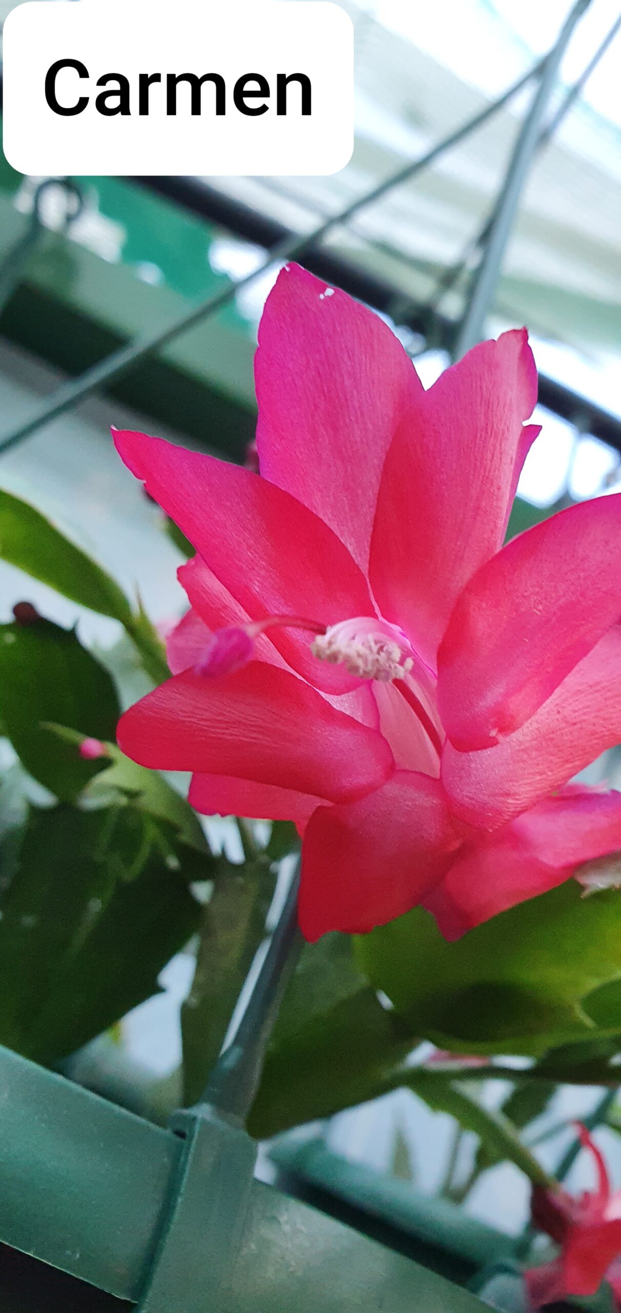 Schlumbergera - Carmen
