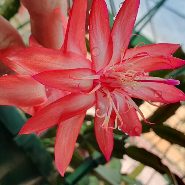 Schlumbergera - Chiba Spot